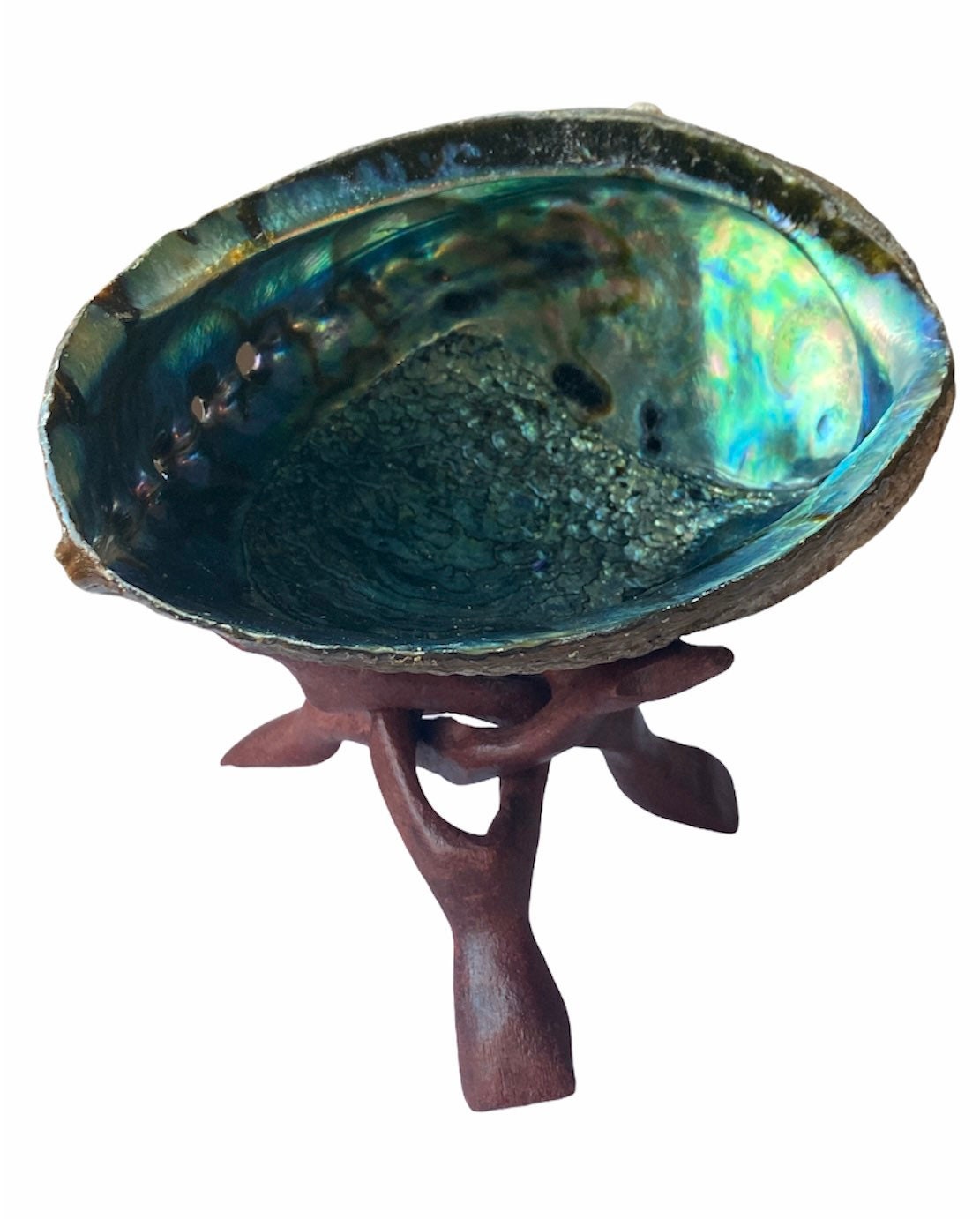 Abalone Shell | Natural Large | 6 inches | Cobra Stand | Sage | Incense | Smudging | Altar | Bowl | Decor | Gift My Store