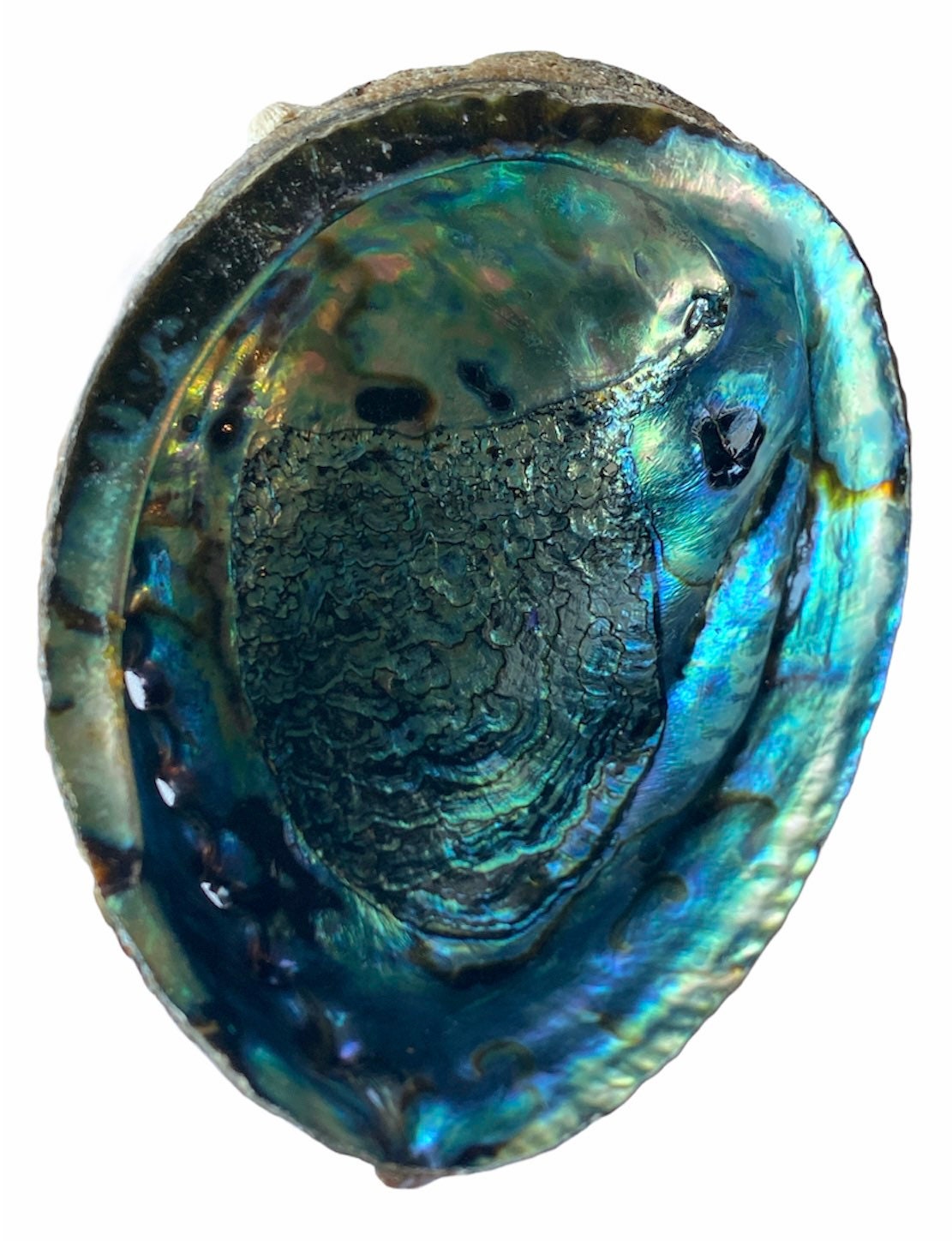 Abalone Shell | Natural Large | 6 inches | Cobra Stand | Sage | Incense | Smudging | Altar | Bowl | Decor | Gift My Store