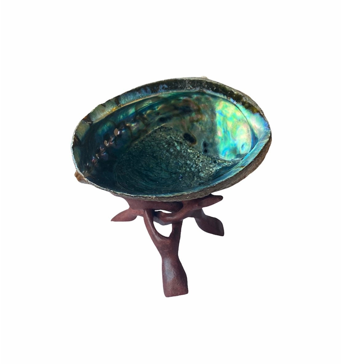 Abalone Shell | Natural Large | 6 inches | Cobra Stand | Sage | Incense | Smudging | Altar | Bowl | Decor | Gift My Store