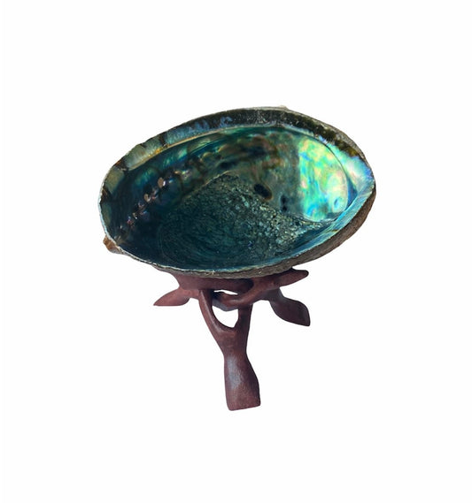Abalone Shell | Natural Large | 6 inches | Cobra Stand | Sage | Incense | Smudging | Altar | Bowl | Decor | Gift My Store